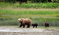 Visitors who take the Tundra Wilderness Tour in Denali National Park and Preserve are likely to come across wildlife such as this mama bear and her cubs. Photo courtesy of Victor Block.