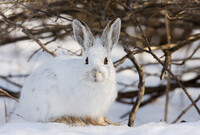 The snowshoe hare is among the many smaller members of the wildlife community visitors can expect to see in Denali National Park and Preserve. Photo courtesy of Jim Cumming/Dreamstime.