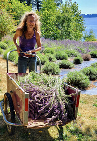 Owner Connie Patnode harvests lavender at the Schirm Loop Homestead Lavender Farm near Olympia, Washington. Photo courtesy of Jim Farber.