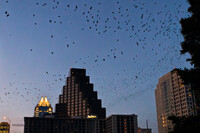  The Bike Bats Tour in Austin, Texas, shows visitors several locations before they see the phenomenon of bats taking flight in the evening. Photo courtesy of Reinout Van Wagtendonk/Dreamstime.com. 