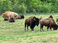 Takoda, a rare white bison, grazes with his herd at Dogwood Canyon in Branson, Missouri. Photo courtesy of Candyce Stapen.