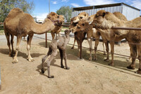  Curious camels at Oasis Camel Dairy in Ramona, California, get to meet the newest resident, a 3-week-old baby camel born at the dairy, with mom Luna staying close by. Photo courtesy of the Oasis Camel Dairy. 