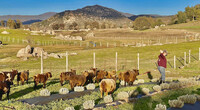  Co-owner Nancy Riegler herds sheep through the U-pick lavender fields at Oasis Camel Dairy in San Diego's back country of Ramona, California. Photo courtesy of Oasis Camel Dairy. 