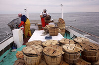 Watermen working on crabbing boats is a familiar scene in Talbot County, Maryland. Photo courtesy of Alan Gignoux/Dreamstime.com.