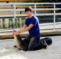  The authors' grandson, Alex, sits atop an alligator at Gatorland in Orlando, Florida. Photo courtesy of Bill Neely. 
