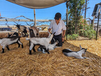 The popular petting zoo at Drake Family Farms in Ontario, California, invites visitors to mingle with friendly goats and kids. Photo courtesy of Athena Lucero.
