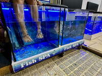  A fish-assisted pedicure is available at spas all over Mallorca. Photo courtesy of Margot Black. 