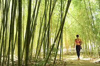  A bamboo forest of trails welcomes visitors to meander through on meditative walks at the sybaritic, Japanese-themed Golden Door health and wellness spa in Escondido, California. Photo courtesy of the Golden Door. 