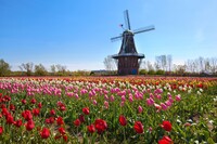  The country's only authentic Dutch windmill and millions of surrounding tulips can be seen in Holland, Michigan. Photo courtesy of Craig Sterken/Dreamstime.com. 