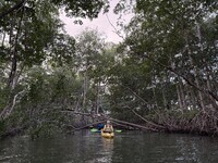  Kayakers paddle through rain-soaked mangrove cathedrals in Belize's Placencia Lagoon. Photo courtesy of Lesley Frederikson. 