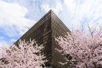 Cherry blossoms enfold the National Museum of African American History and Culture in Washington, D.C. Photo courtesy of Washington.org.