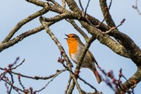  Passionate birdwatchers might want to consider visiting a part of the world where they can indulge in their favorite pastime. Photo courtesy of Gorgio/Dreamstime.com. 