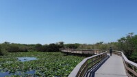 Thanks to an elevated walking trail, visitors to Florida's Everglades National Park can safely walk above the swampy terrain. Photo courtesy of Gottschinho/Dreamstime.com.