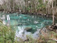  Seeing and swimming with manatees is a favorite activity of visitors to Florida. Photo courtesy of AltitudeUS/Dreamstime.com.&#160;<span style="background-color: initial;">