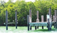 Cormorants alight on pilings at the Rookery Bay National Estuarine Research Reserve in Naples, Florida. Photo courtesy of Karen Foley/Dreamstime.com.