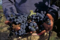  A vineyard worker harvests wine grapes in Missouri. Photo courtesy of Wirestock/Dreamstime.comAltitudeUS/Dreamstime.com. 