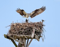 An osprey builds a nest in Queens, New York. Photo courtesy of Francoisroux/Dreamstime.com.