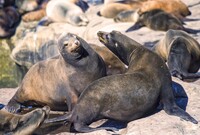 Sea lions cavort along the California coast. Photo courtesy of Adeliepenguin/Dreamstime.com.
