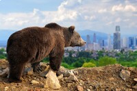 A bear contemplates going into a nearby city. Photo courtesy of Volodymyr Byrdyak/Dreamstime.com.