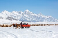 A sleigh ride in Jackson Hole, Wyoming, is one way to enjoy a winter wildlife encounter. Photo courtesy of Jackson Hole Mountain Resort.