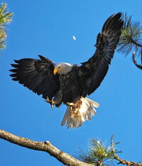 An eagle soars at the Coeur d'Alene Resort in Idaho. Photo courtesy of Coeur d'Alene Resort.