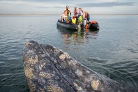 Visitors marvel as a whale breaches near them in Magdalena Bay in Baja California, Mexico. Photo courtesy of Christhilf iStock.