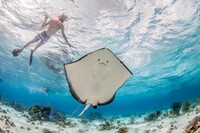  A visitor to the Cayman Islands swims with a stingray. Photo courtesy of Red Sail Sports. 