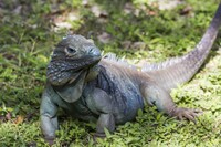  Blue iguanas are an endangered species in the Cayman Islands. Photo courtesy of Colin Young/Dreamstime.com. 
