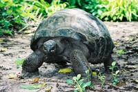  Scientists have discovered the shell of a large land turtle in Crystal River, Florida. Photo courtesy of David Bate/Dreamstime.com. 
