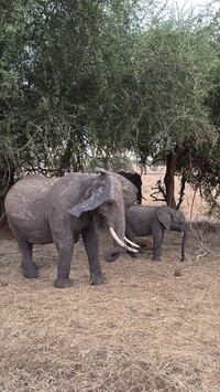  Elephants gather in Tanzania's Tarangire National Park. Photo courtesy of Lesley Frederikson. 