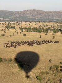  The best way to see the Serengeti is from a sunrise balloon ride followed by a champagne brunch in the wild. Photo courtesy of Lesley Frederikson. 