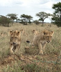  A pride of lions casually approaches a Land Cruiser full of excited visitors. Photo courtesy of Lesley Frederikson. 