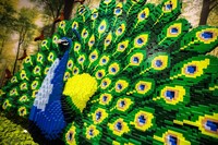  A peacock displays the splendor of nature's colors rendered in LEGOs at the 'Brick Planet' exhibit designed by Sean Kenny. Photo courtesy of Denver Museum of Nature and Science. 
