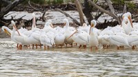  White Pelican Island off the coast of Florida is home to the birds of the same name that have the largest wingspan of any bird in North America and are one of the heaviest flying birds on earth. Photo courtesy of David Pillow/Dreamstime.com. 