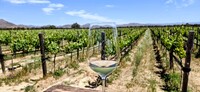 A master falconer trains hawks to keep rodents out of the vineyards at El Cielo Resort and Winery in northern Baja California, Mexico. Photo courtesy of Jim Farber.