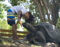 A child feeds a carrot to an Aldabra tortoise at Laviscount Island in Antigua. Photo courtesy of Stingray City.