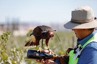 Carlos, a falconer at El Cielo Resort and Winery in Valle de Guadalupe, Mexico, trains birds to control the rodents in the vineyards. Photo courtesy of Victoria Looseleaf.