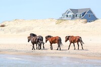 Wild horses walk on the beach by Currituck Sound in North Carolina. Photo courtesy of Candyce H. Stapen.