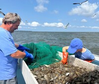 A child sorts shrimp to throw back into the sea as gulls wait for the feast during a visit to the Outer Banks of North Carolina. Photo courtesy of Candyce H. Stapen.