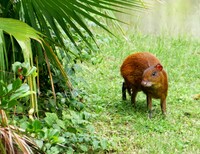 Cute, harmless and edible, agoutis run wild in Belize. Photo courtesy of Phil Allen.