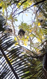  Howler monkeys bark and bellow at visitors in the rainforest along Monkey River in Belize. Photo courtesy of Lesley Frederikson. 