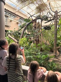  Pancakes, the Saint Louis Zoo's female two-toed sloth, takes her snack break upside-down in the open-air habitat. Photo courtesy of Alison Ramsey. 