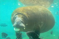 Manatees congregate in the waters of Crystal River National Wildlife Refuge in Florida. Photo courtesy of Bennymarty/Dreamstime.com.