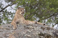 Mountain Lions roam through the Humboldt Refuge on California's northern coast. Photo courtesy of Moose Henderson/Dreamstime.com.