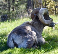 Bighorn sheep are a reason to visit the Havasu Refuge in Needles, California. Photo courtesy of Jim Robert/Dreamstime.com.