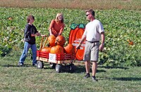 Picking pumpkins is a favorite activity at the Cherry Crest Adventure Farm in Ronks, Pennsylvania. Photo courtesy of Cherry Crest Adventure Farm.