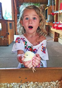 A child holds a baby chicken at the Cherry Crest Adventure Farm in Ronks, Pennsylvania. Photo courtesy of Cherry Crest Adventure Farm.