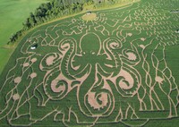 The Great Vermont Corn Maze, Danville, Vermont, twists and turns through 40 acres of stalks. Photo courtesy of Great Vermont Corn Maze.