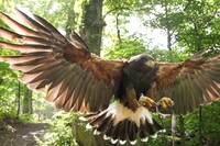 A Harris's hawk takes flight at the Omni Homestead Resort in Hot Springs, Virginia. Photo courtesy of the Omni Homestead Resort.