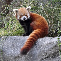 The red panda at the Saint Louis Zoo is named for its coloration and isn't actually classified as a bear. Photo courtesy of Joe Ravi/Dreamstime.com.